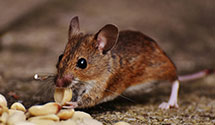 24 Hour & Emergency Exterminators in Hayti Heights, MO